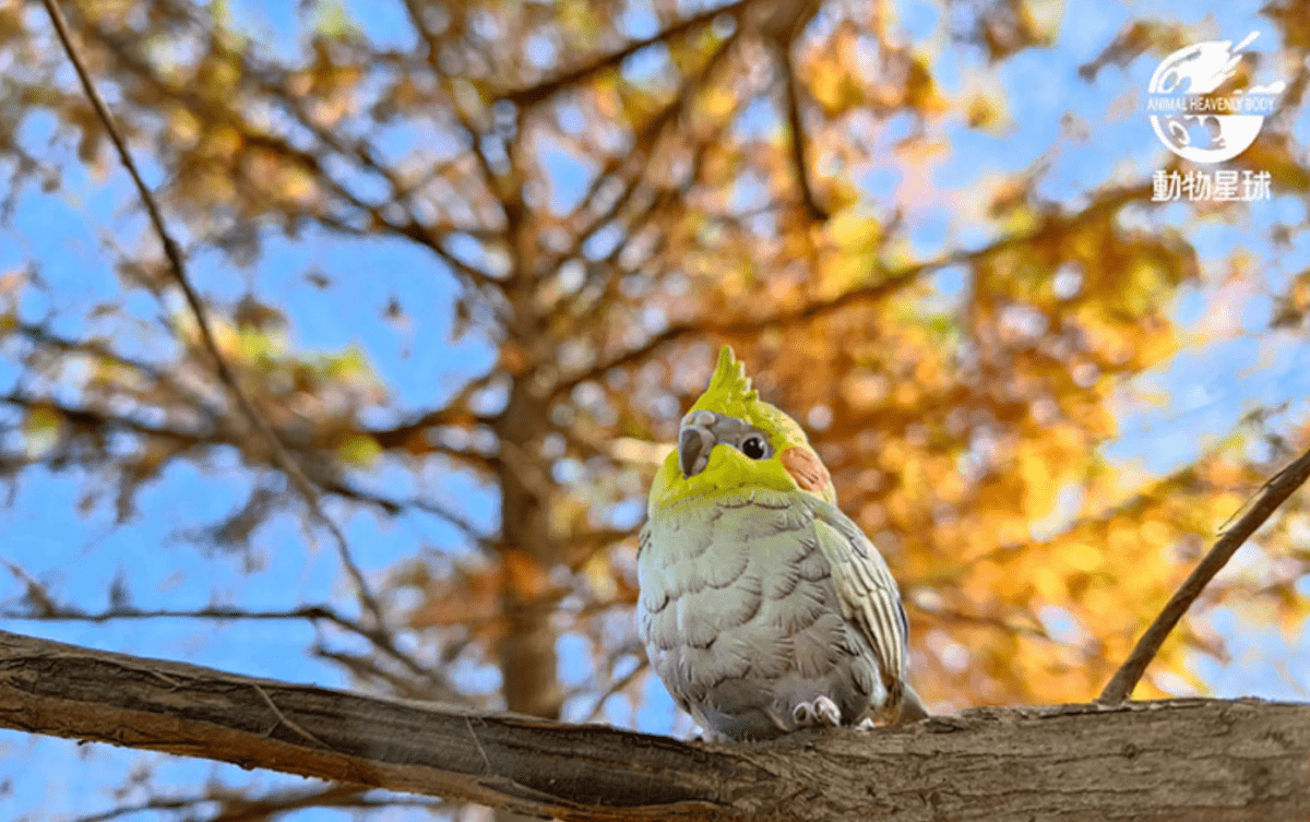 A Series of Laugh and Grow Fat Blind Box Bird - Explorers Gifts