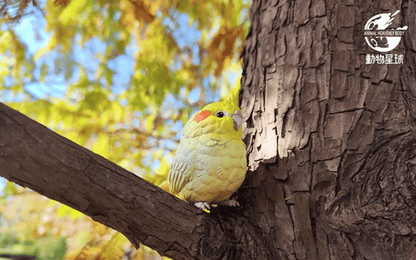 A Series of Laugh and Grow Fat Blind Box Bird - Explorers Gifts