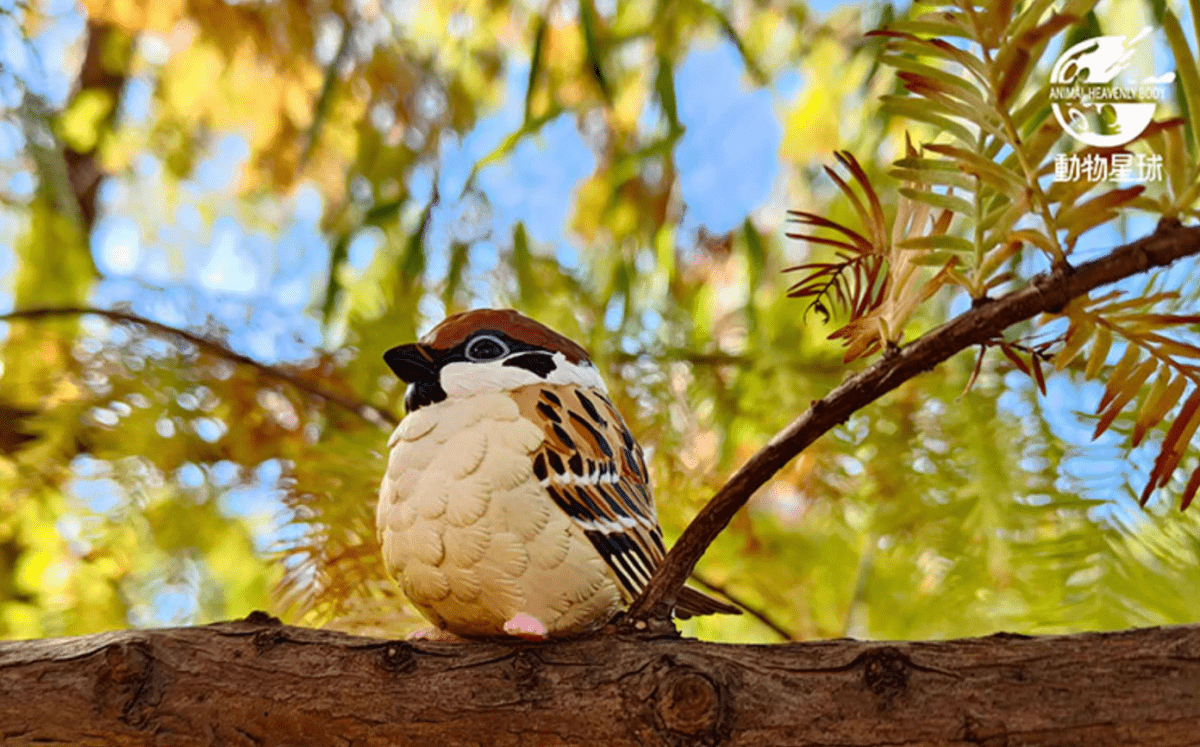 A Series of Laugh and Grow Fat Blind Box Bird - Explorers Gifts